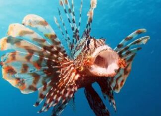 Nel mare Adriatico si sta diffondendo un’altra specie di pesci velenosi.