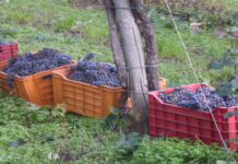 Le abilità per affrontare la Crescita