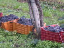 “Vendemmia 2024, qualità ottima e produzione in ripresa”