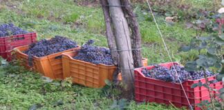 “Vendemmia 2024, qualità ottima e produzione in ripresa”