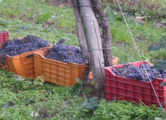 Continua a crescere l’export di vino Italiano