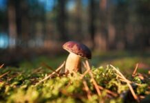 Prima Edizione del Concorso “Porcino in Cucina”