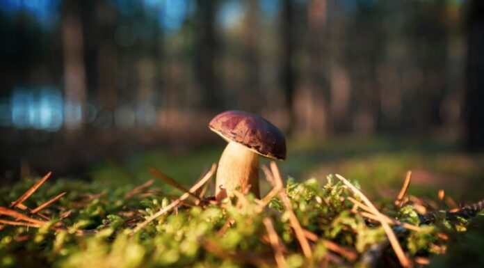 Prima Edizione del Concorso “Porcino in Cucina”