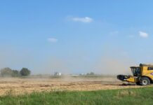 “Cereali e dintorni”. In attesa del prossimo USDA