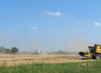 “Cereali e dintorni”. In attesa del prossimo USDA