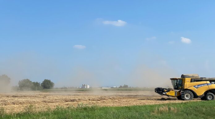 “Cereali e dintorni”. In attesa del prossimo USDA