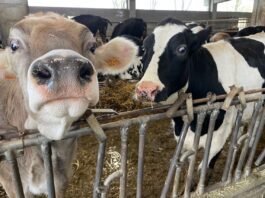 Cento euro ogni mucca che inquina: in Europa la distruttiva agenda 2030 è realtà