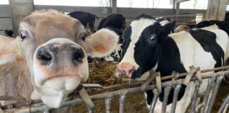 Cento euro ogni mucca che inquina: in Europa la distruttiva agenda 2030 è realtà