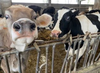 Cento euro ogni mucca che inquina: in Europa la distruttiva agenda 2030 è realtà