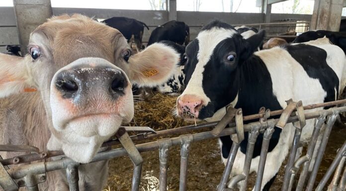 Cento euro ogni mucca che inquina: in Europa la distruttiva agenda 2030 è realtà