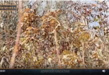 TG NEWS – AgriFood del 17 luglio 2024 – Video