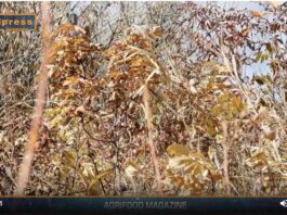 TG NEWS – AgriFood del 17 luglio 2024 – Video