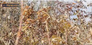 TG NEWS – AgriFood del 17 luglio 2024 – Video