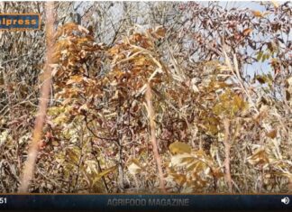 TG NEWS – AgriFood del 17 luglio 2024 – Video