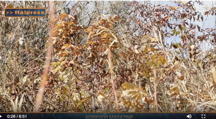 TG NEWS – AgriFood del 17 luglio 2024 – Video