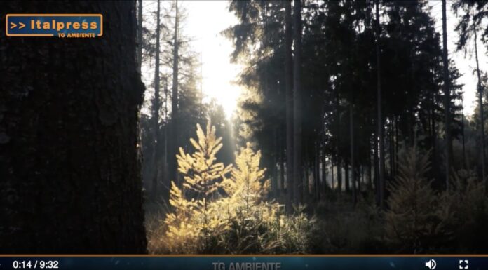 TG Ambiente magazine del 28 luglio in collaborazione con Agenzia Stampa Italpress.com (Video)