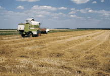 “Cereali e dintorni”. Quali scenari secondo l’AI (Intelligenza Artificiale)