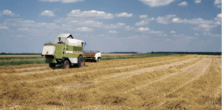 “Cereali e dintorni”. Quali scenari secondo l’AI (Intelligenza Artificiale)