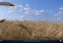 TG NEWS – AgriFood del 31 luglio 2024 – Video
