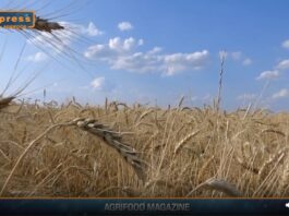 TG NEWS – AgriFood del 31 luglio 2024 – Video