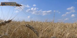 TG NEWS – AgriFood del 31 luglio 2024 – Video