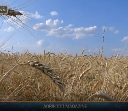 TG NEWS – AgriFood del 31 luglio 2024 – Video