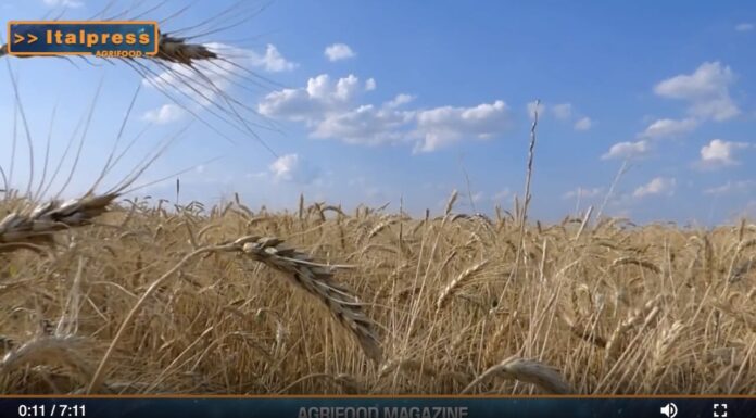 TG NEWS – AgriFood del 31 luglio 2024 – Video