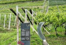 Reportage tra Vignaioli e Cantine del Burgraviato (7°)