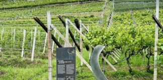 Reportage tra Vignaioli e Cantine del Burgraviato (7°)