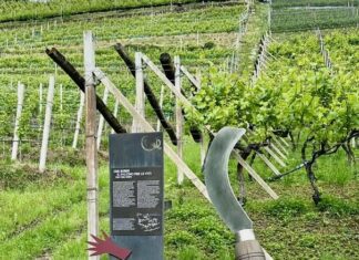Reportage tra Vignaioli e Cantine del Burgraviato (7°)