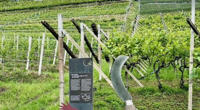 Reportage tra Vignaioli e Cantine del Burgraviato (7°)