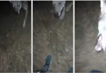 Aggressione di un lupo a un bambino a Finale Ligure.