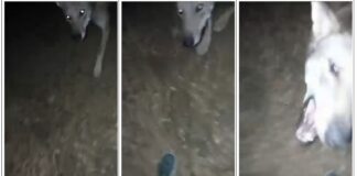 Aggressione di un lupo a un bambino a Finale Ligure.