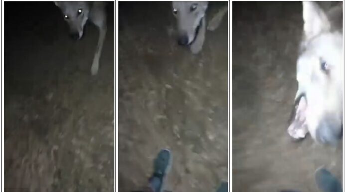 Aggressione di un lupo a un bambino a Finale Ligure.