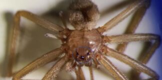 Ragno Violino Nuova vittima.