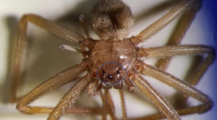 Ragno Violino Nuova vittima.