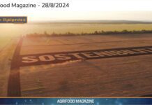 TG NEWS – AgriFood del 28 agosto 2024 – Video