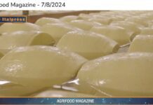 TG NEWS – AgriFood del 7 agosto 2024 – Video