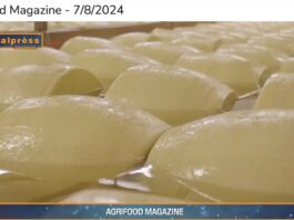 TG NEWS – AgriFood del 7 agosto 2024 – Video