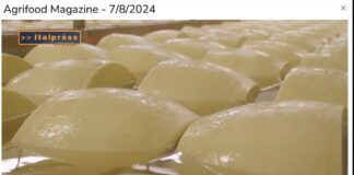 TG NEWS – AgriFood del 7 agosto 2024 – Video