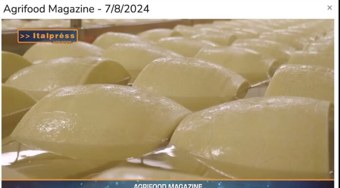 TG NEWS – AgriFood del 7 agosto 2024 – Video