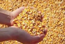 “Cereali e dintorni”. Speciale mais