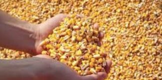 “Cereali e dintorni”. Speciale mais