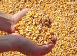 “Cereali e dintorni”. Speciale mais