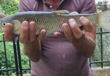 Bonifica Parmense, massiccio recupero di fauna ittica in Val d’Enza