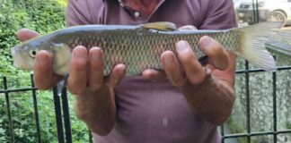 Bonifica Parmense, massiccio recupero di fauna ittica in Val d’Enza