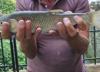 Bonifica Parmense, massiccio recupero di fauna ittica in Val d’Enza