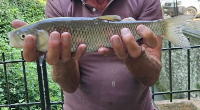 Bonifica Parmense, massiccio recupero di fauna ittica in Val d’Enza