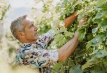 Reportage tra Vignaioli e Cantine del Burgraviato