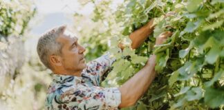 Reportage tra Vignaioli e Cantine del Burgraviato
